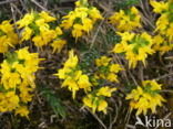 Stekelbrem (Genista anglica) 