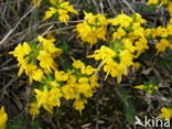 Stekelbrem (Genista anglica) 