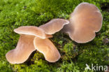 Jelly Tooth (Pseudohydnum gelatinosum)