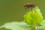 yellow dung fly (Scathophaga stercoraria)