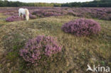Heather