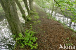 Sweet Chestnut (Castanea sativa)