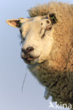 sheep (Ovis domesticus)