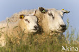 Texelaar schaap (Ovis domesticus)