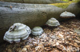 Tonderzwam (Ganoderma spec.)