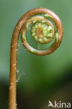 Tongvaren (Asplenium scolopendrium)