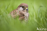 Common Kestrel (Falco tinnunculus)