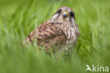 Common Kestrel (Falco tinnunculus)