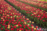 Tulip (Tulipa praestans cv fusilier)