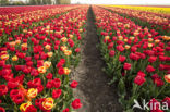 Tulip (Tulipa praestans cv fusilier)