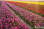 Tulip (Tulipa praestans cv fusilier)