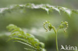 Fern