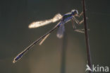 Variabele waterjuffer (Coenagrion pulchellum)