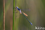 Variable Damselfly (Coenagrion pulchellum)