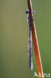 Variabele waterjuffer (Coenagrion pulchellum)