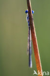 Variable Damselfly (Coenagrion pulchellum)