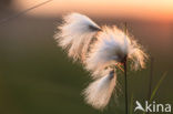 Veenpluis (Eriophorum angustifolium)