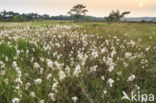 Veenpluis (Eriophorum angustifolium)