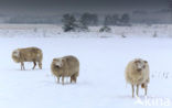 Veluws heideschaap (Ovis domesticus)