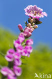 Foxglove (Digitalis spec.)