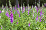 Foxglove (Digitalis spec.)