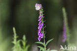 Vingerhoedskruid (Digitalis spec.)