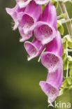 Vingerhoedskruid (Digitalis grandiflora)