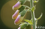 yellow foxglove (Digitalis grandiflora)