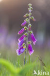 yellow foxglove (Digitalis grandiflora)