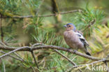 Chaffinch (Fringilla coelebs)