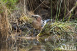 Vlaamse Gaai (Garrulus glandarius)