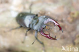 Vliegend hert (Lucanus cervus)