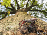 Stag Beetle (Lucanus cervus)