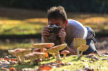 Fly agaric (Amanita muscaria)