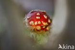 Vliegenzwam (Amanita muscaria)