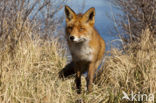 Fox (Vulpes vulpes)