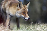 Vos (Vulpes vulpes)