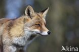 Vos (Vulpes vulpes)