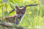 Fox (Vulpes vulpes)