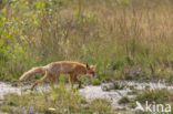 Vos (Vulpes vulpes)