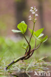 common buckbean (Menyanthes trifoliata)