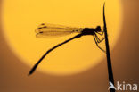 Waterjuffer (Coenagrion sp.)