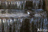 White-throated Dipper (Cinclus cinclus)