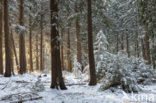 Westelijke hemlockspar (Tsuga heterophylla)