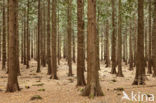 Western Hemlock (Tsuga heterophylla)