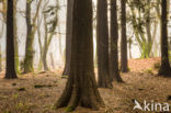 Western Hemlock (Tsuga heterophylla)