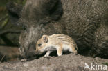 Wild Boar (Sus scrofa)