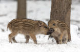 Wild Boar (Sus scrofa)