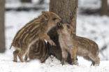 Wild Boar (Sus scrofa)