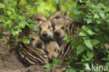 Wild Boar (Sus scrofa)